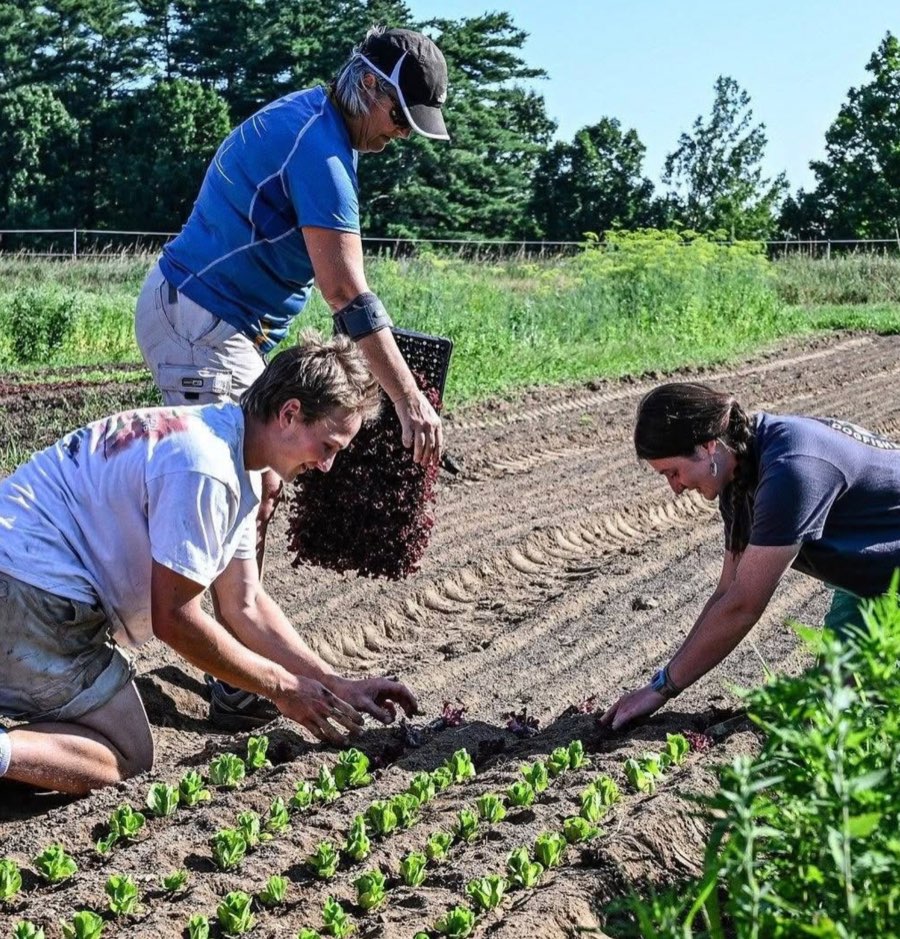 Three people planting young lettuce in prepared rows at The Laurels Farm.